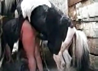 肥胖男子被马蹂躏