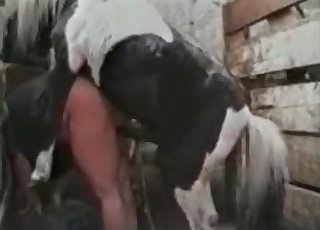 农夫被一匹巨大的种马强奸了