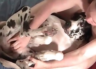 Le chien tacheté prend du plaisir avec une bite