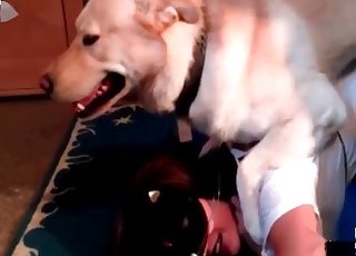 Leidenschaftlicher Hund schlägt meine Frau