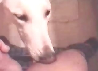 Passionate oral hook-up with a dog