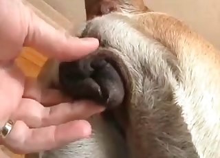 Analfingering für einen geilen Hund