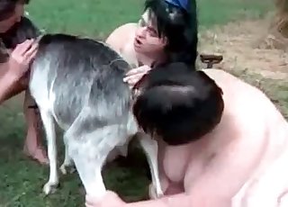 Овцы в звериной четверке