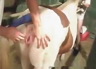 Ass fucking stretching in the farm