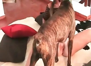 Long haired zoofil in the bedroom