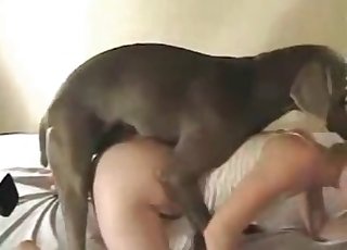 Сексуальный доберман мило трахает великолепного зоофила