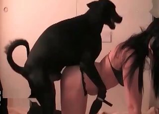 杜賓犬對此事零容忍。