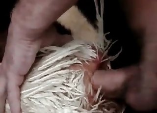 Il piccolo cazzo entra nell'animalità