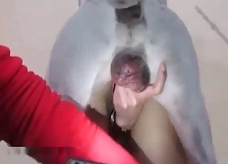 Weißer Hund durchbohrt eine Vagina
