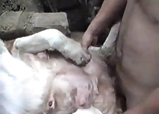 正常位で激しく突かれる農場の動物