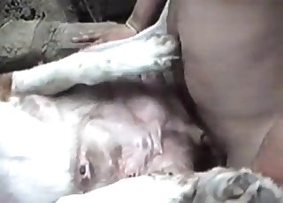 Gårdsdyr banket hardt i misjonærpositur