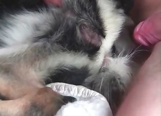 O tüylü köpeği becermeye çalışıyorum