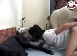 Friendship with a playful dog
