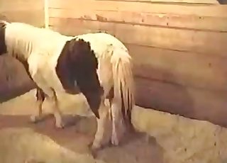 Pony shows off its beautiful big ass in this bestiality video