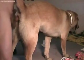 Retriever is enjoying bestial sex