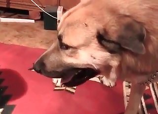 Retriever fucks a slim bitch