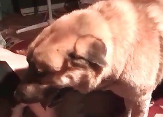 Redhead is sucking an animal cock