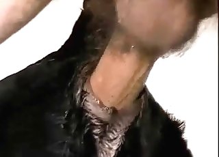 Black dog getting gaped from behind