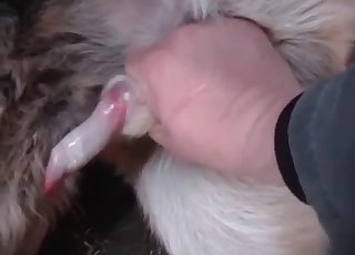 Just jerking a small and cute animal cock