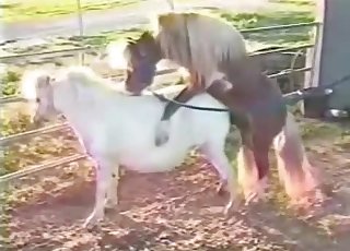 Zwei sexy Ponys haben geilen Sex im Stall