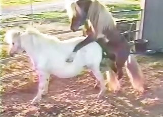 Two sexy ponies have awesome sex in barn