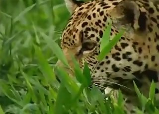 Lustful leopard looks real hot