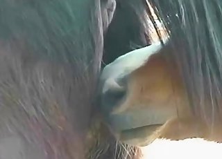 Sexy black mule is peeing in barn