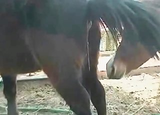 Sexy black mule is peeing in barn