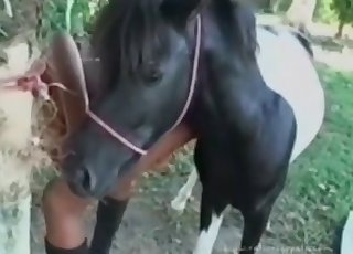 Perfect ebony sucking a stallion dick
