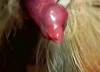 Dripping animal cock in your face