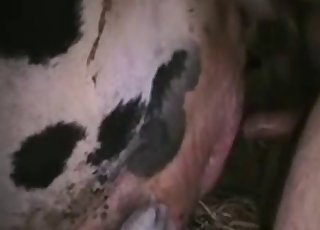 Sweaty close-ups showing bestiality