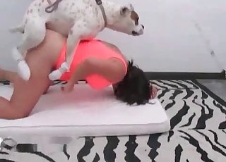 White dog eating brunette's pussy