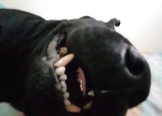 POV oral with a very passionate doggo