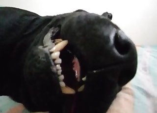 POV oral with a very passionate doggo