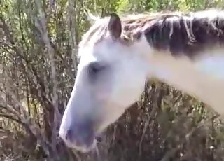 Zwei Pferde paaren sich im Freien, viel Spaß!