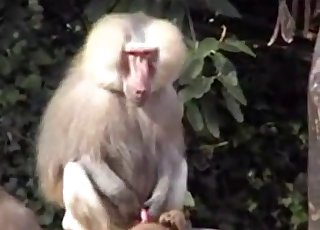 Small monkey jerks a dick on camera