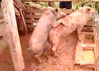 Two pigs fucking passionately in the mud