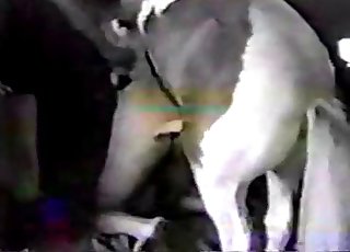 ไส้กรอกยักษ์ของม้าโพนี่ที่แข็งแรง