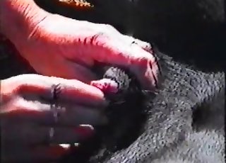 Black animal in amazing amateur bestiality