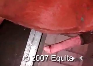 Jerking and sucking extremely huge stallion dick