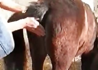 Brown horse pussy getting gaped