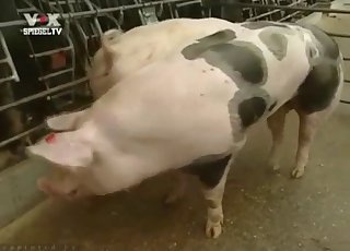Sexy pig flaunting its hot body on cam