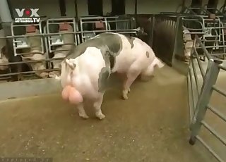 Sexy pig flaunting its hot body on cam