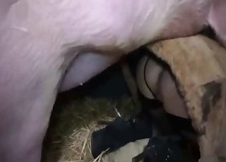 Huge pig fucked slender chick at the farm