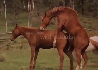 野生的棕色马在森林里交配