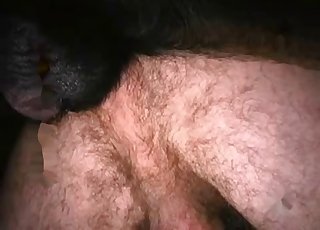 Doggy style sex with dark pitbull