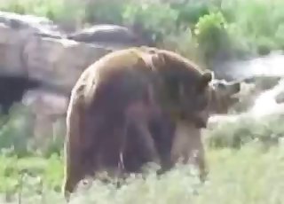 Orso sexy che scopa la sua compagna all'aperto