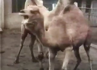 Camels are banging in the doggy style