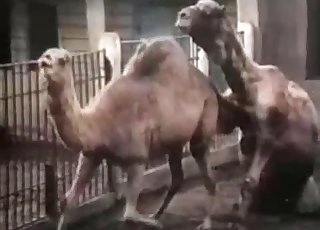 Camels are banging in the doggy style