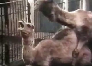 Camels are banging in the doggy style